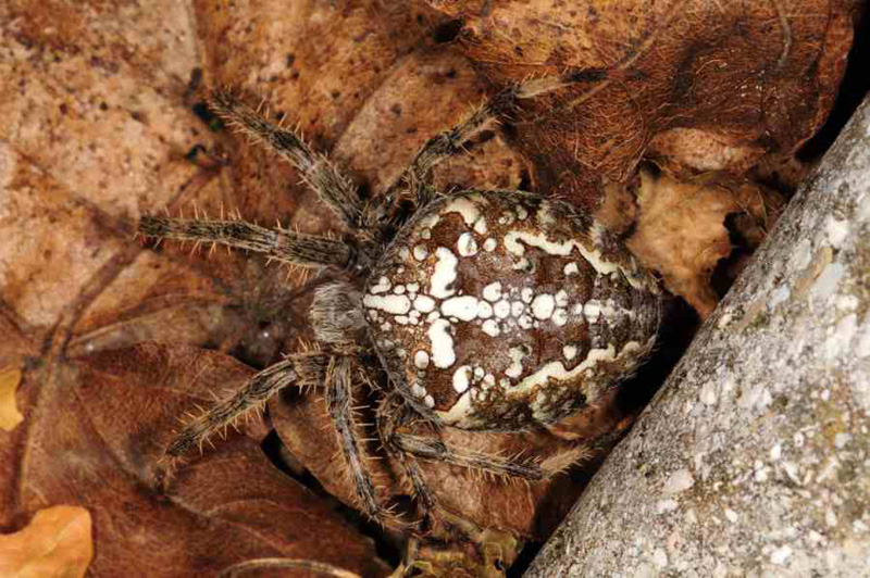 Araneus diadematus